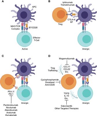 Frontiers | Regulatory T-Cells As An Emerging Barrier To Immune ...